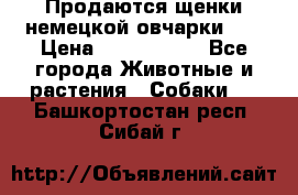 Продаются щенки немецкой овчарки!!! › Цена ­ 6000-8000 - Все города Животные и растения » Собаки   . Башкортостан респ.,Сибай г.